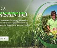 Monsanto Argentina S.A.I.C